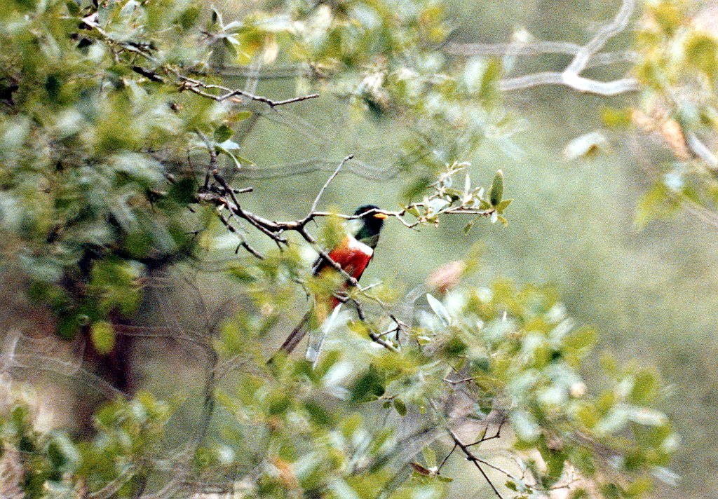 Trogon, Elegant 1b, jkl B01P55I03.jpg - Elegant Trogan